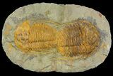 Two, Large Hamatolenus vincenti Trilobites - Tinjdad, Morocco #139771-1